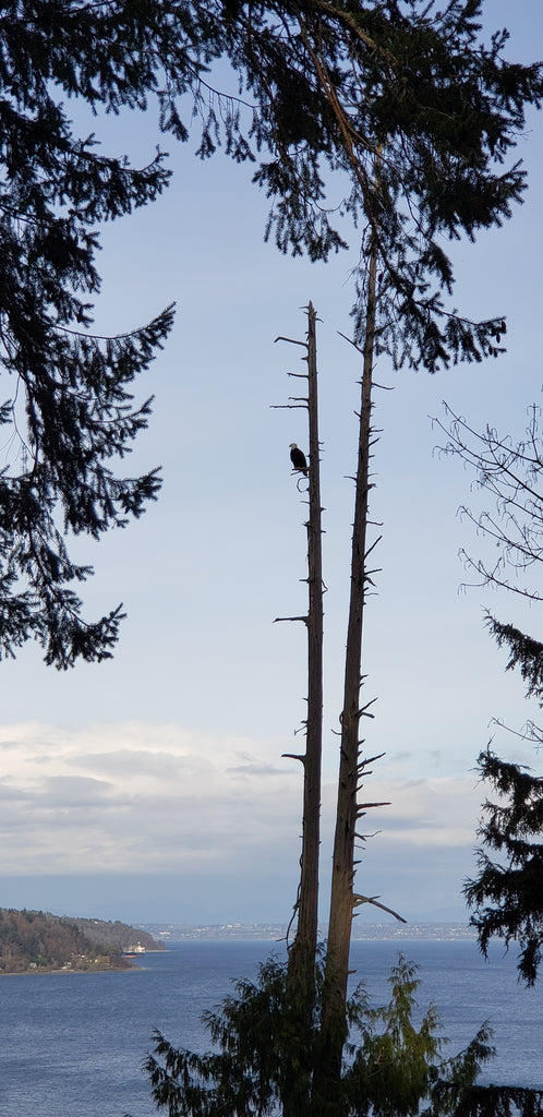 Hike 12: Point Defiance Park: Outer Loop Trail