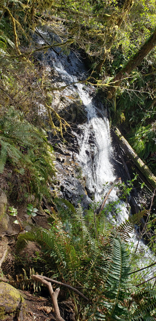 Hike 14: Mima Falls East Trail